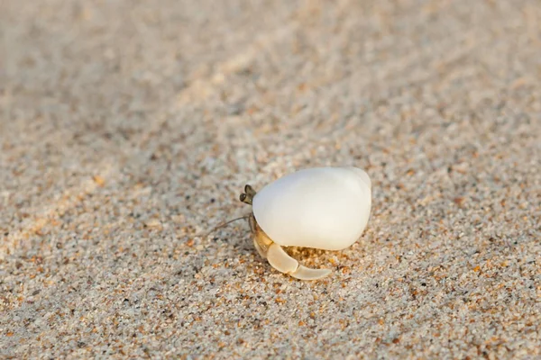 ミニカニ アンダマン海の砂のビーチでハーミットカニ 選択的焦点 — ストック写真