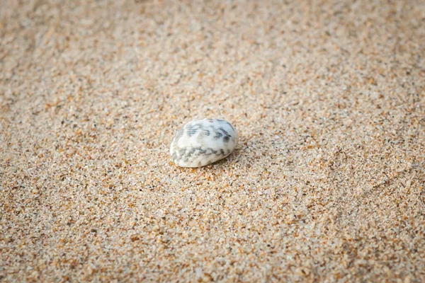 Mini Krab Krab Poustevník Písečné Pláži Andamanském Moři Selektivní Zaměření — Stock fotografie