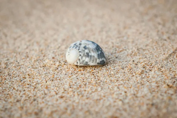 Mini Krab Krab Poustevník Písečné Pláži Andamanském Moři Selektivní Zaměření — Stock fotografie