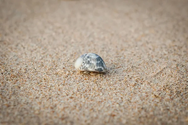 Mini Granchio Granchio Eremita Sulla Spiaggia Sabbia Nel Mare Delle — Foto Stock