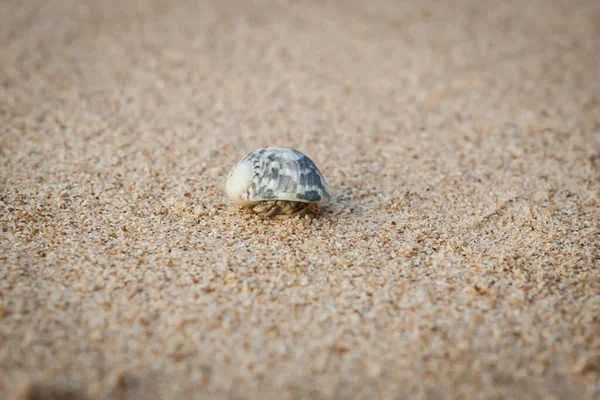 Mini Crab Hermit Crab Sand Beach Andaman Sea Selective Focus — Stock Photo, Image