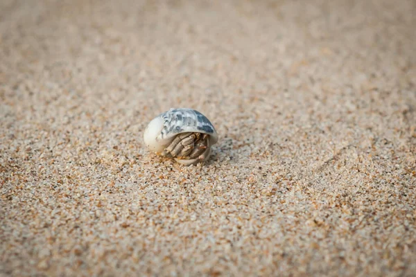 Mini Caranguejo Caranguejo Eremita Praia Areia Mar Andamão Foco Seletivo — Fotografia de Stock