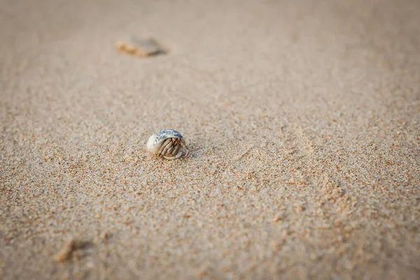 Mini Caranguejo Caranguejo Eremita Praia Areia Mar Andamão Foco Seletivo — Fotografia de Stock