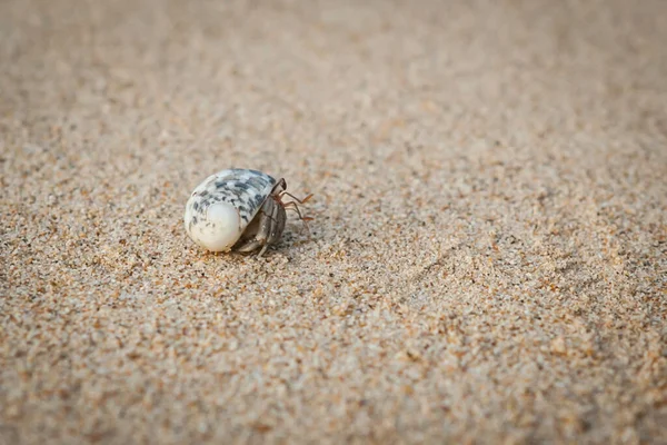 Mini Crab Hermit Crab Sand Beach Andaman Sea Selective Focus — Stock Photo, Image