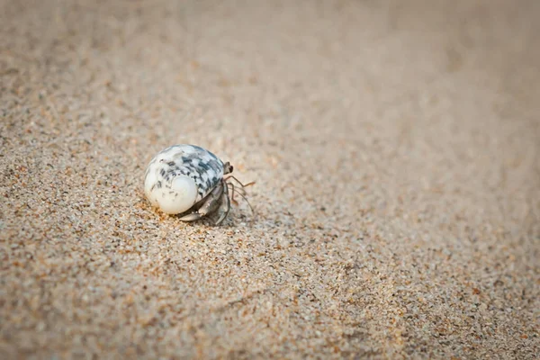 Mini Caranguejo Caranguejo Eremita Praia Areia Mar Andamão Foco Seletivo — Fotografia de Stock