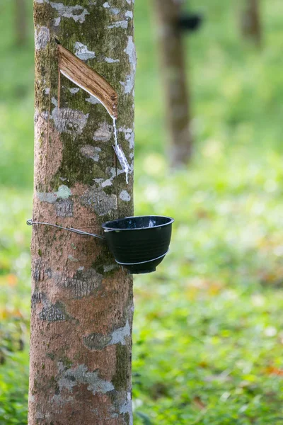 Tapping Lateks Drzewa Gumy Tajlandia Ukierunkowanie Selektywne — Zdjęcie stockowe