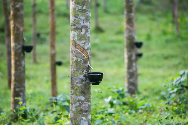 Latex Zapfen Von Einem Gummibaum Thailand Selektiver Fokus — Stockfoto