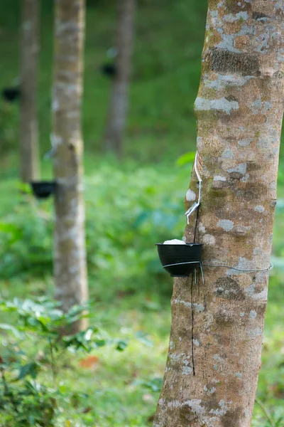 从橡胶树上拍拍胶乳泰国 选择性焦点 — 图库照片