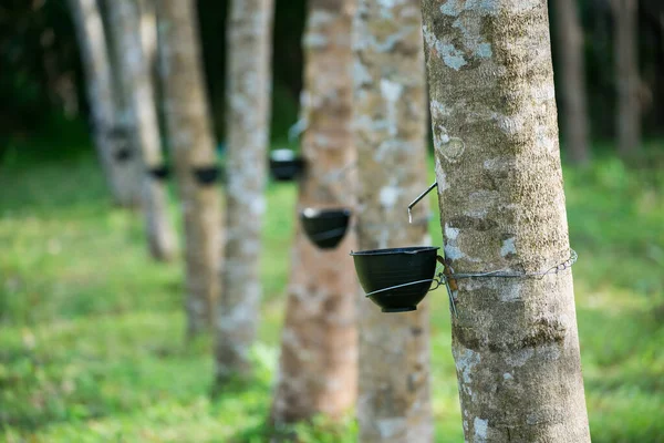 Lastik Bir Ağaçtan Lateks Çıkarıyorum Tayland Seçici Odaklanma — Stok fotoğraf