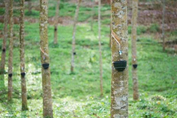 Latex Aftappen Van Een Rubberboom Thailand Selectieve Focus — Stockfoto