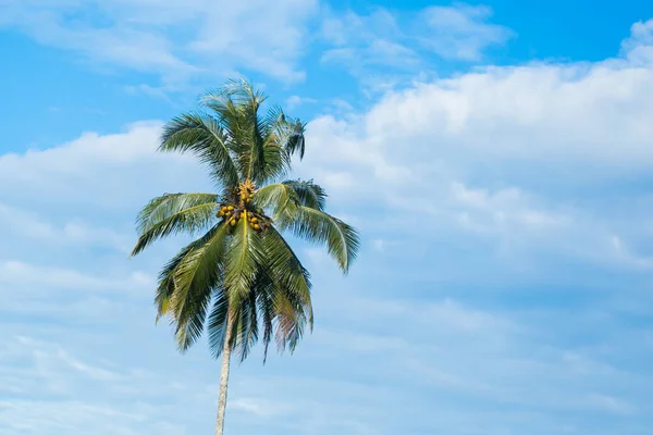 Kokosnötsträd Blå Himmel Södra Thailand — Stockfoto