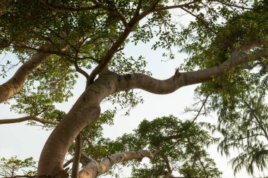 Yeşil yaprakların ağaç dalı büyük bir ağaçta, doğa arka planında