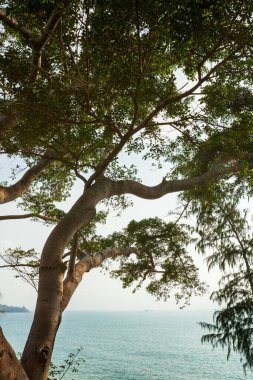 Yeşil yaprakların ağaç dalı büyük bir ağaçta, doğa arka planında