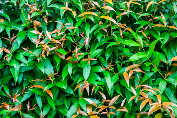 Green Leaves Background Park Morning Sunlight — Stock Photo, Image