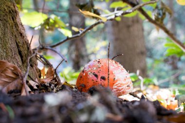 Sonbaharda Sinek mantarı