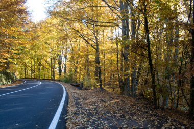 Orman ağaçları sonbaharda