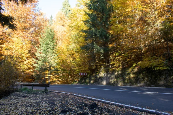 Осень Лесах — стоковое фото