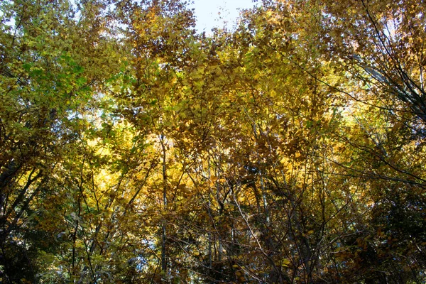 Herbst Den Waldbäumen — Stockfoto