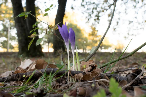 Autumn Crocus in Forest — Stock Image Autumn Crocus Forest Royalty Free Stock Photos