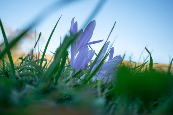 Autumn Crocus in Forest — Stock Image Autumn Crocus Forest Stock Picture