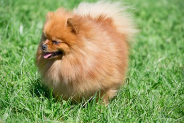 Sevimli pomeranian spitz köpek yavrusu bir bahar çayır üzerinde duruyor. Deutscher spitz veya zwergspitz. Yakın çekim.