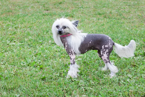 Cute hairless chinese crested dog is standing on a green grass. Pet animals. — Stock Photo, Image