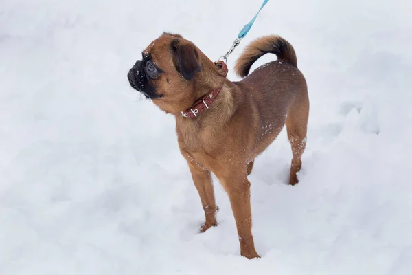 Söt Petit Brabancon valp står på en vit snö. Sällskapsdjur. — Stockfoto