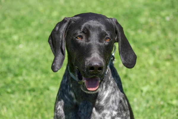 Mestizo sportivo norvegese. Il mezzosangue norvegese è seduto su un prato primaverile. Cane da slitta. Animali da compagnia . — Foto Stock