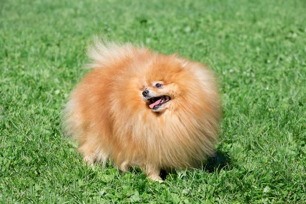 Bonito cachorro spitz pomeranian está de pé em um prado de primavera. Deutscher spitz ou zwergspitz . — Fotografia de Stock