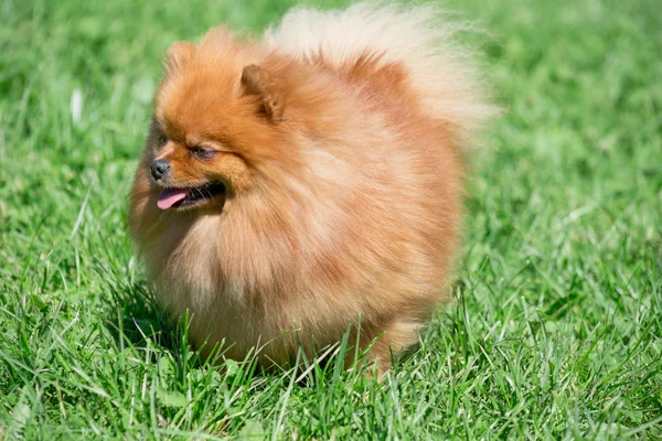 Cute Pomorski szczeniak stoi na łące wiosna. Deutscher Spitz lub zwergspitz. Zbliżenie. — Zdjęcie stockowe