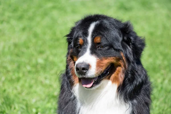 かわいいベルン山の犬の子犬は緑の草の上に座っています。ベルナー・センネンフンドまたはベルン牛犬. — ストック写真