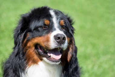 Sevimli bernese dağ köpeği köpek yavrusu yakın.