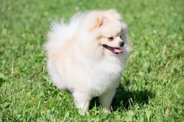 Pomeranian spitz köpek yavrusu krem renkli. Evcil hayvanlar.