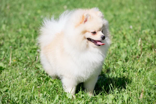 Pomeranian spitz köpek yavrusu krem renkli. Evcil hayvanlar. — Stok fotoğraf