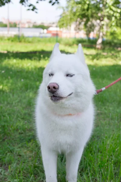 White siberian husky is sitting on a green grass. — Stock Photo, Image