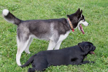 Sibirya husky ve yeşil bir çim üzerinde siyah labrador retriever. Evcil hayvanlar.