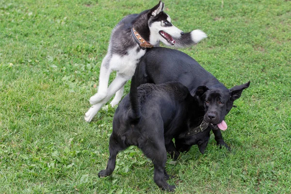 Na zelené trávě hrajou sibiřské Husky a dva černý Labradorský extraktor. Zvířata v zájmovém chovu. — Stock fotografie