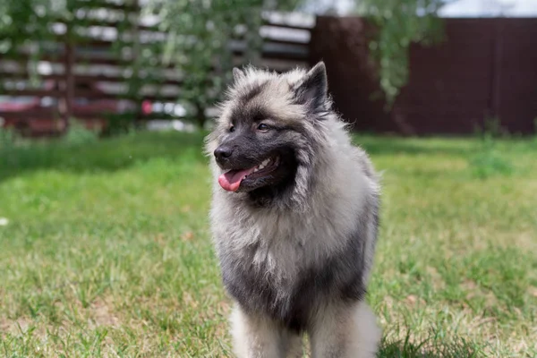 Deutscher Wolfspitz está num prado verde. Keeshond ou spitz alemão. Animais de companhia. — Fotografia de Stock