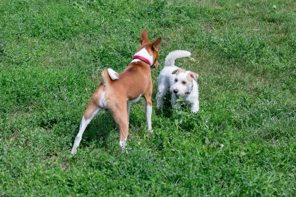 Jack Russell terrier chiot et basenji jouent sur une prairie verte. Animaux de compagnie . — Photo