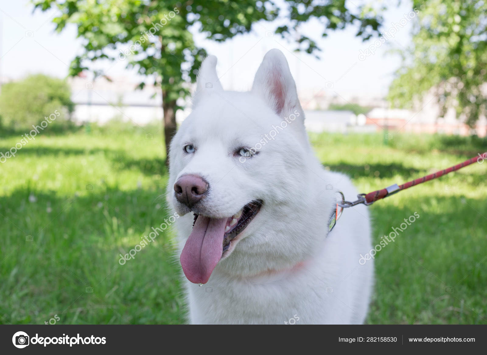 husky with blue and green eyes