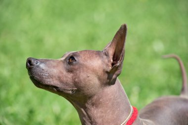Amerikan tüysüz teriyer köpeği bir bahar çayırında duruyor. Evcil hayvanlar..