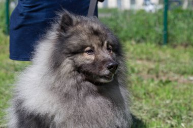 Deutscher wolfspitz sahibiyle birlikte yeşil bir çayırda duruyor. Keeshond veya alman spitz.