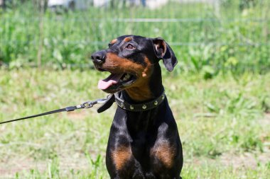 Lolling dili ile Alman pinscher köpek yavrusu yeşil bir çayır üzerinde oturuyor. Evcil hayvanlar.