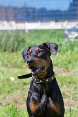 Sevimli Alman pinscher köpek yavrusu bir bahar çayır oturuyor. Evcil hayvanlar.