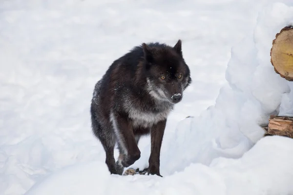 Wilde zwarte Canadese Wolf draait op een witte sneeuw. Canis Lupus pambasileus. — Stockfoto