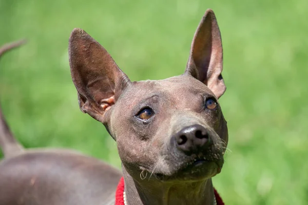 Ritratto di cucciolo terrier americano senza peli. Animali da compagnia . — Foto Stock