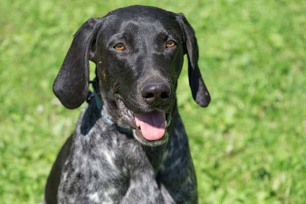 Portrait de la métisse sportive nordique. Pointeur croisé, kurzhaar et lévrier. Chien de traîneau . — Photo