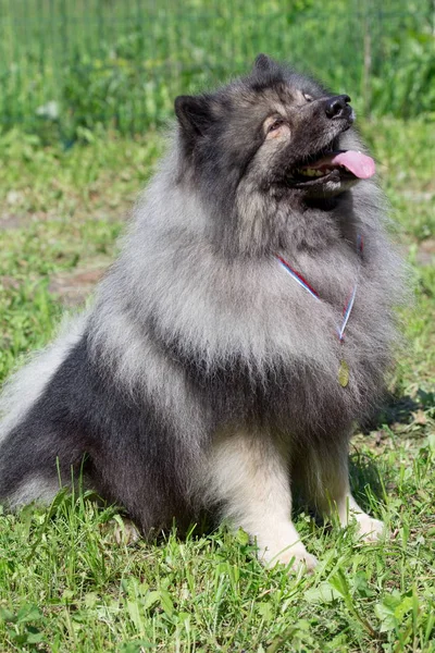 Deutscher Wolfspitz sentado en un prado verde con su recompensa. Keeshond o spitz alemán . —  Fotos de Stock