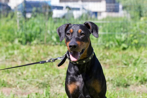 Cute german pinscher puppy with lolling tongue is sitting on a green meadow. Pet animals. — Stock Photo, Image