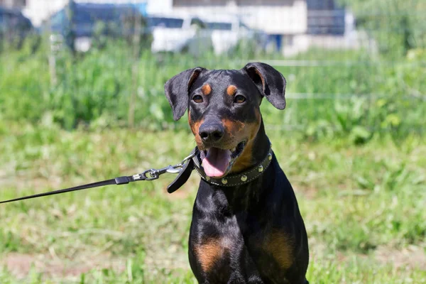 Mignon chiot allemand pinscher avec langue couchée est assis sur une prairie verte. Animaux de compagnie . — Photo